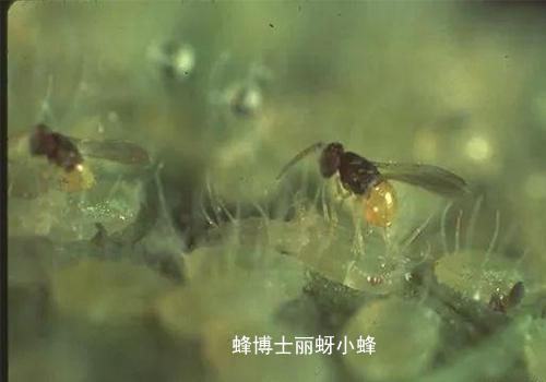 蜂博士丽蚜小蜂介绍