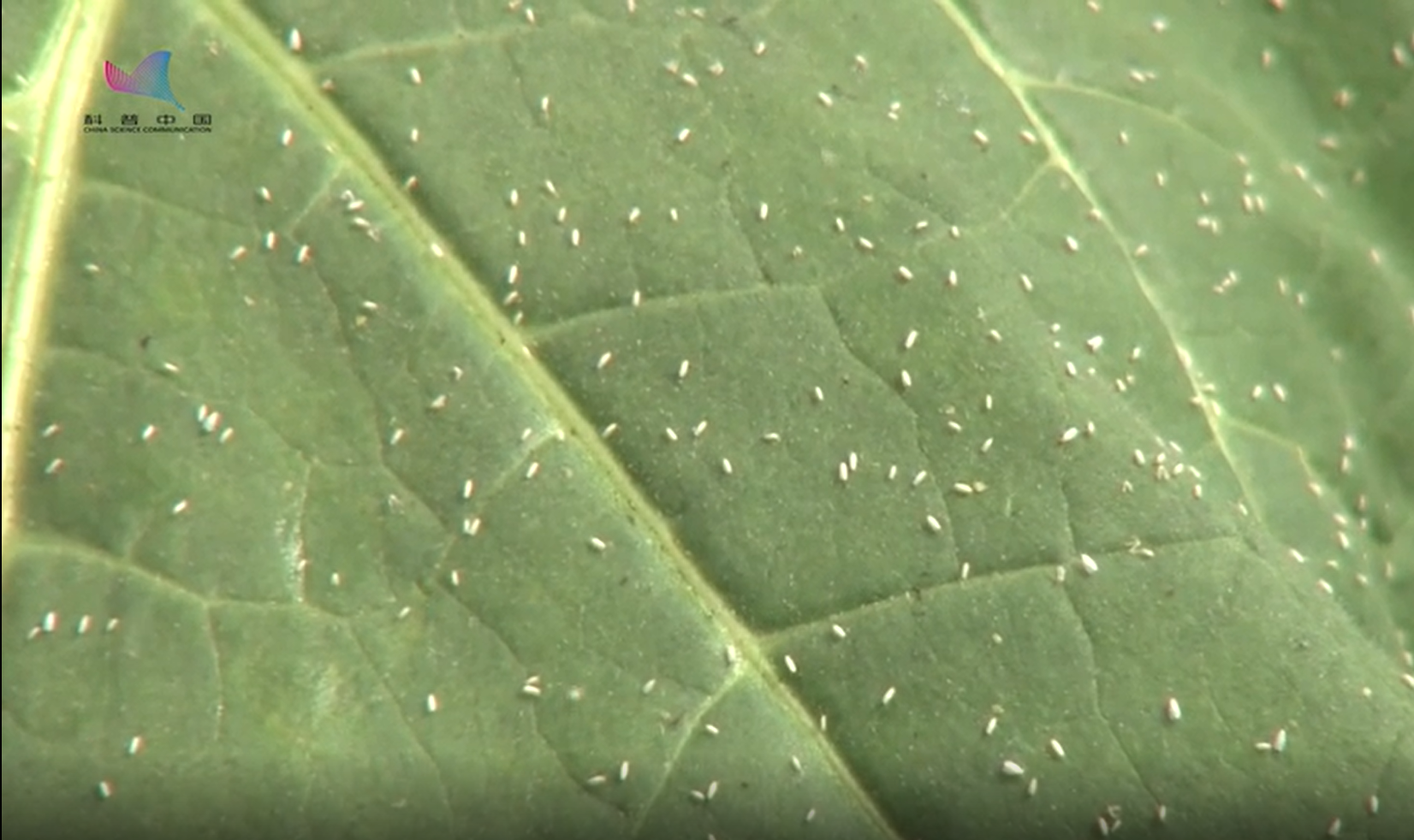 【科普中国】丽蚜小蜂防治温室白粉虱（一）视频介绍
