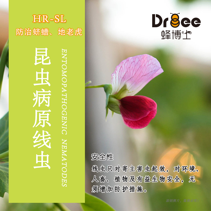 蜂博士昆虫病原线虫HR-SL 生物防治蛴螬地老虎生物昆虫天敌- Dr.bee蜂 